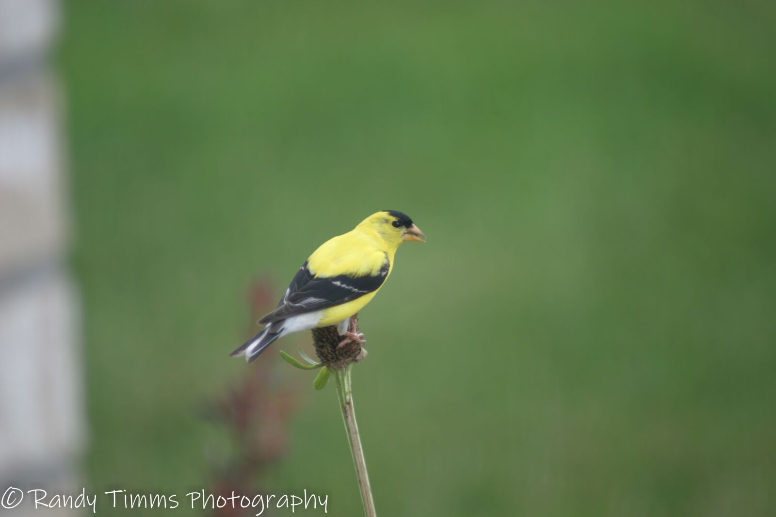 Canon EOS 10D sample photo. Yellow finch, birds, wildlife photography
