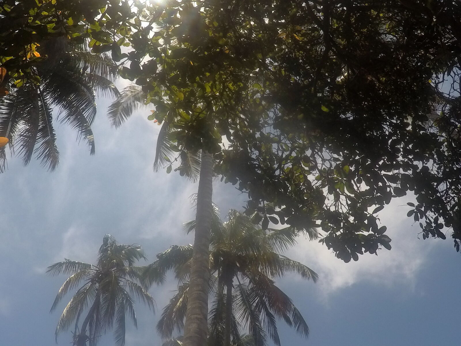 GoPro Hero5 Black sample photo. Blue, sky, holiday, palm photography