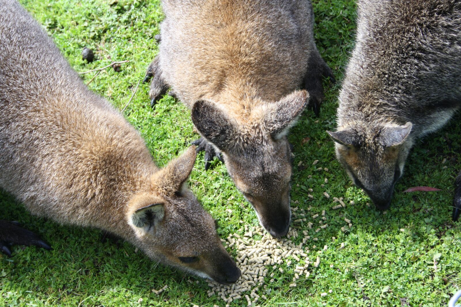 Canon EOS 1000D (EOS Digital Rebel XS / EOS Kiss F) sample photo. Zoo, wallaby, baby photography