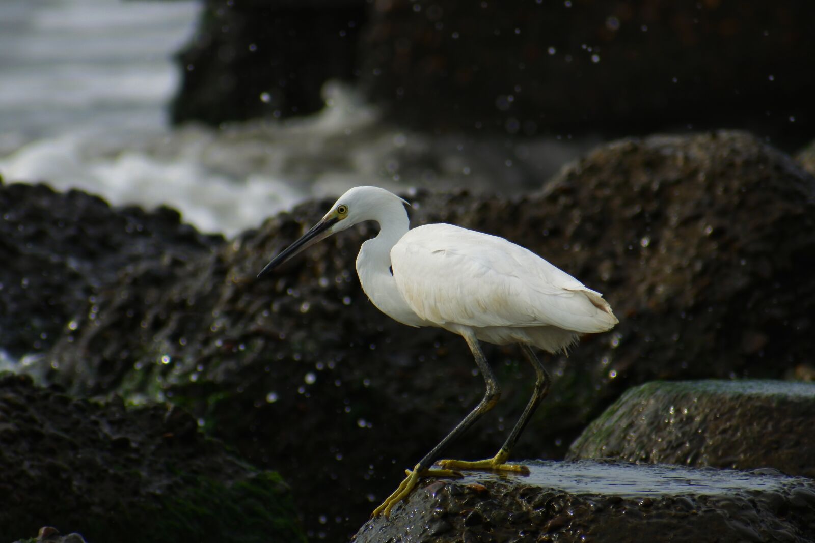 VR 70-300mm f/4.5-6.3G sample photo. Animal, sea, river photography