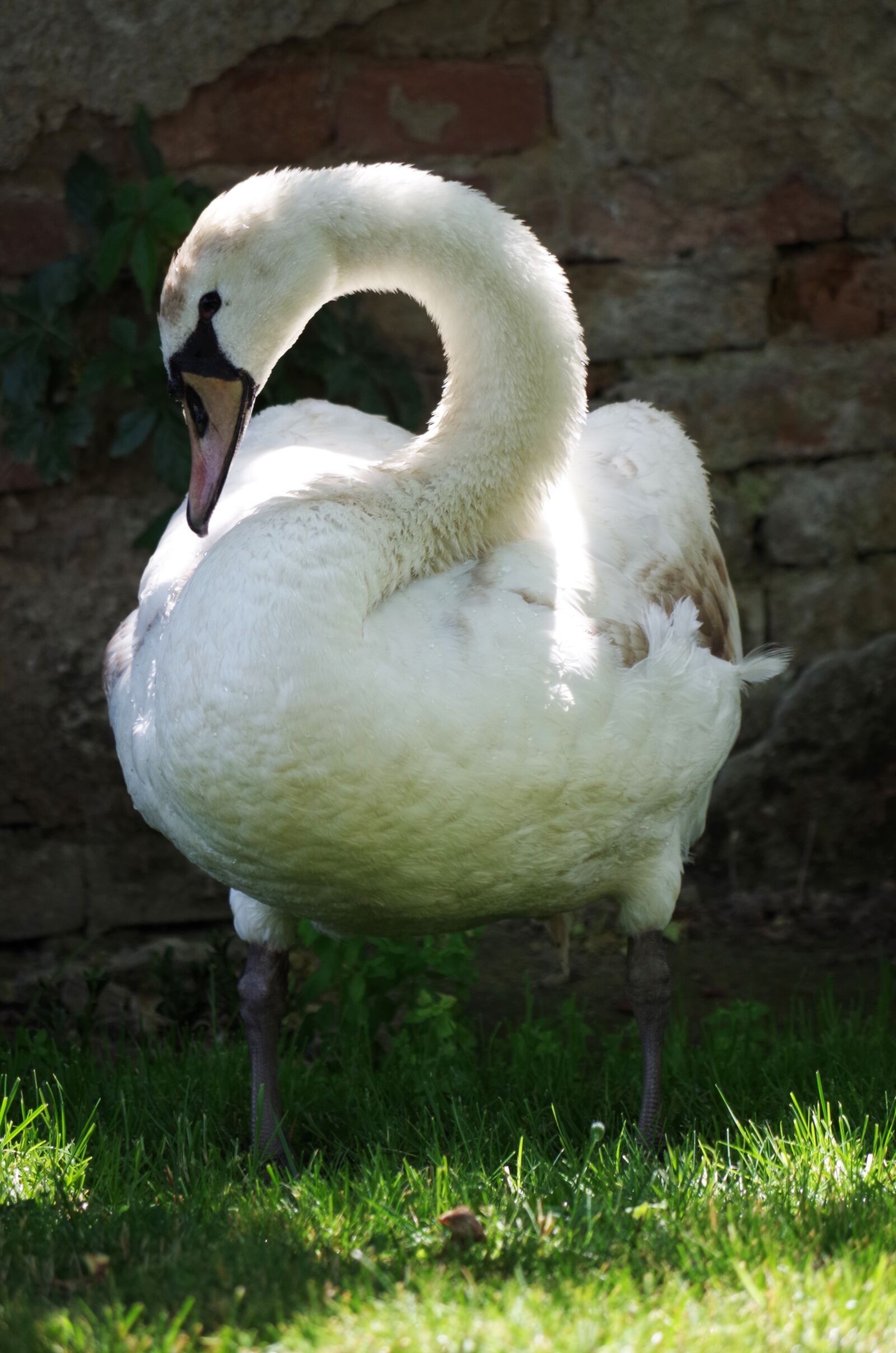 Pentax K-500 sample photo. Swan, bird, white photography