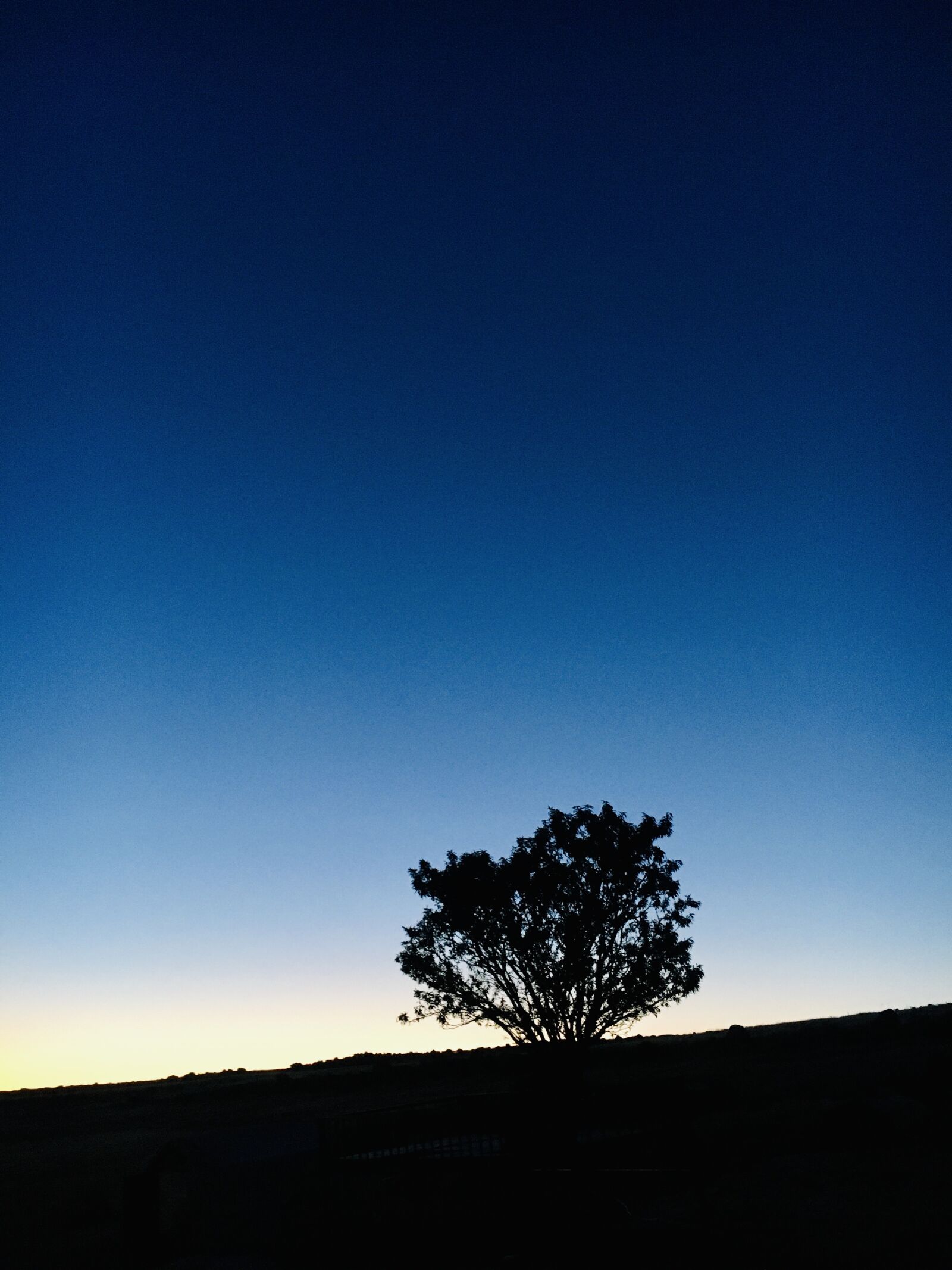 Apple iPhone 6s sample photo. Tree, evening, sunset photography