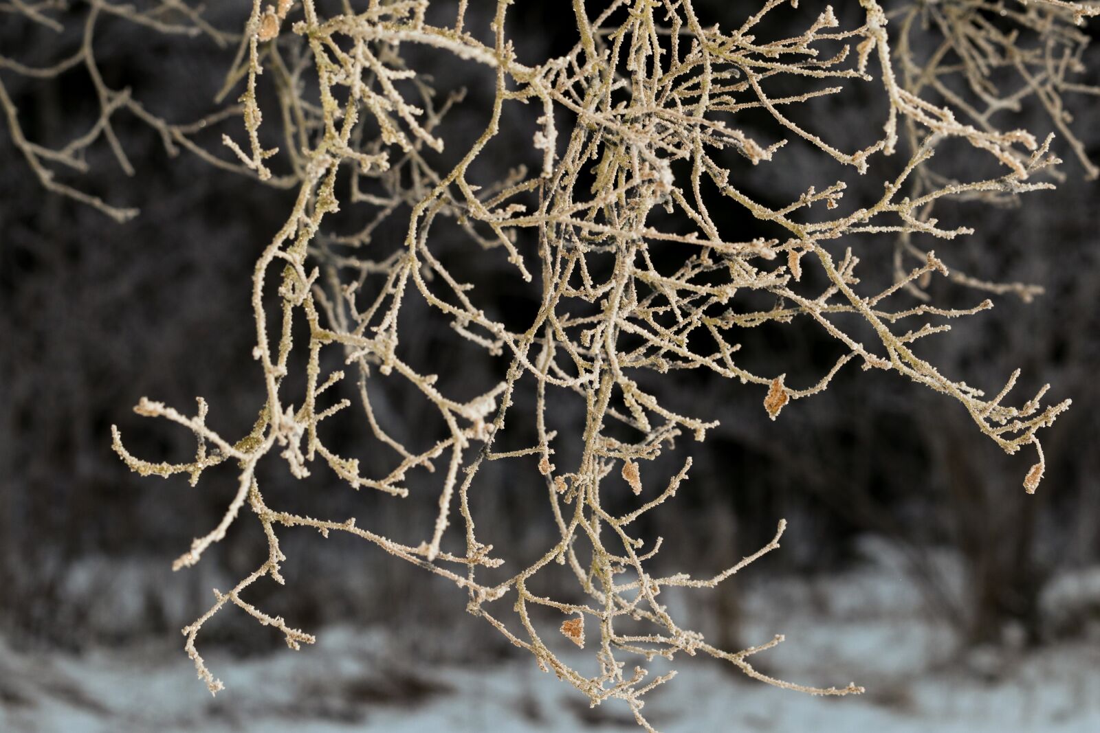 Canon EOS 7D Mark II sample photo. Frost, winter, branch photography