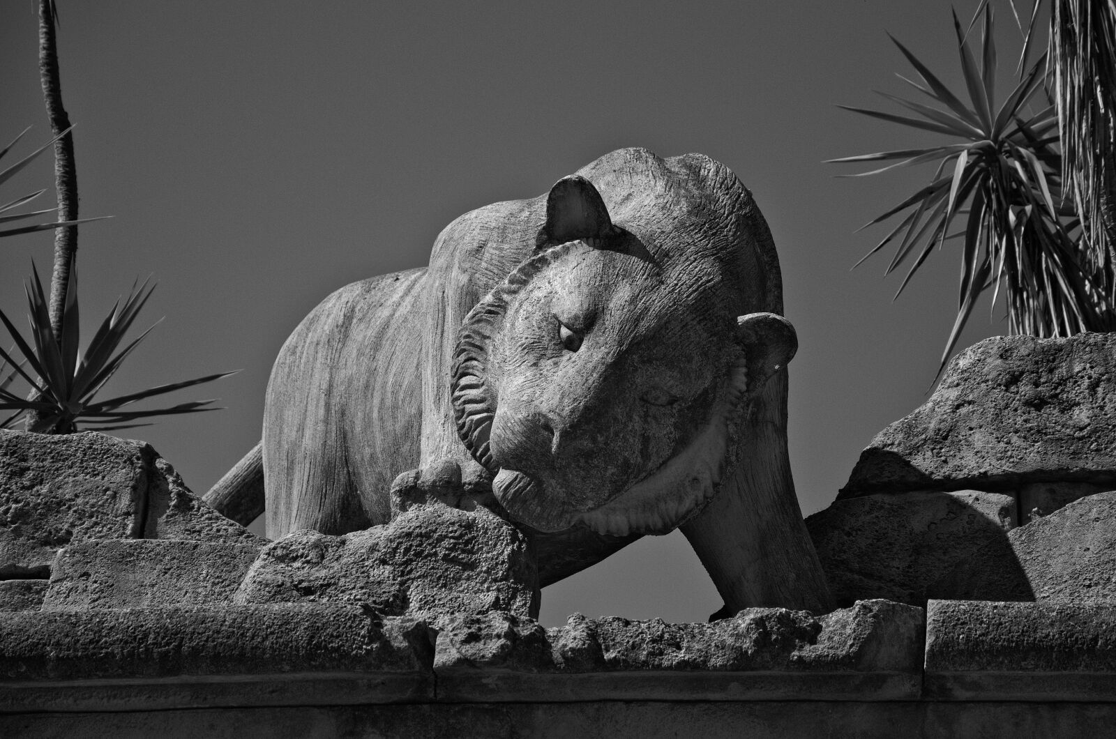 Nikon D5100 sample photo. Tiger, feline, predator photography