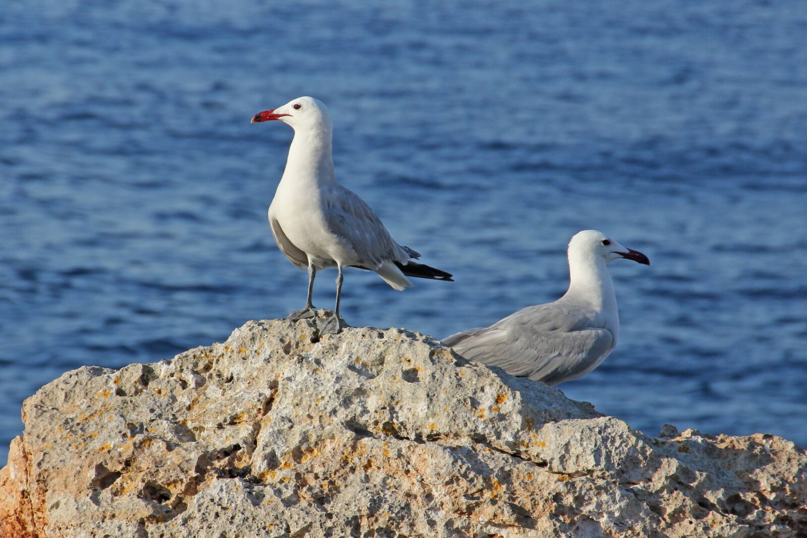 Canon EOS 60D sample photo. Gulls, lake, sea photography