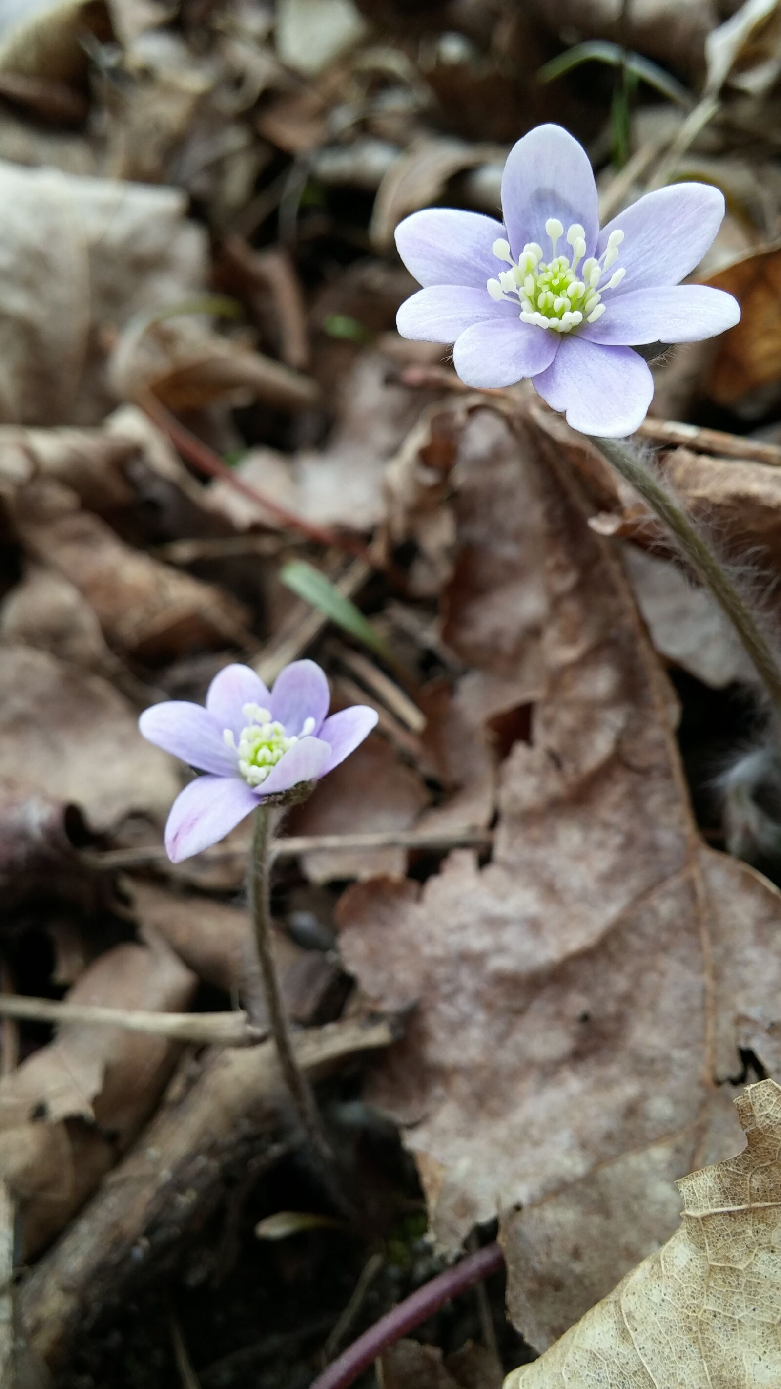 LG G3 sample photo. Flower, spring, nature photography