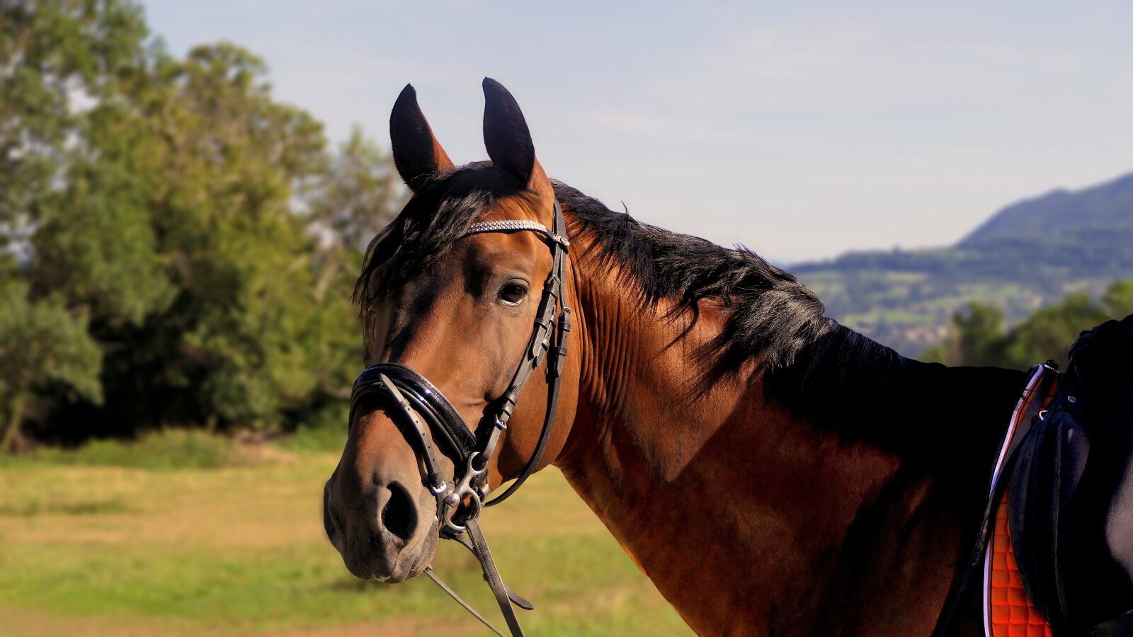 Panasonic Lumix DMC-FZ2500 (Lumix DMC-FZ2000) sample photo. Horse, portrait, careful photography