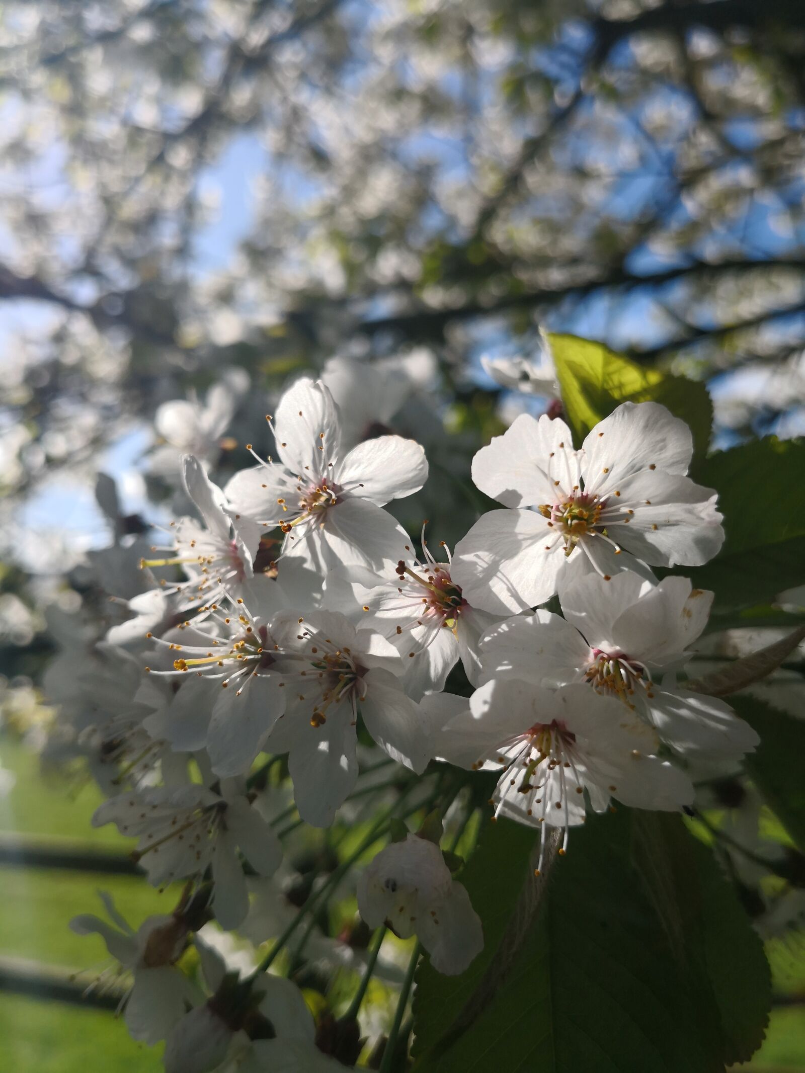 HUAWEI Mate 10 Pro sample photo. Blossom, white, flowers photography