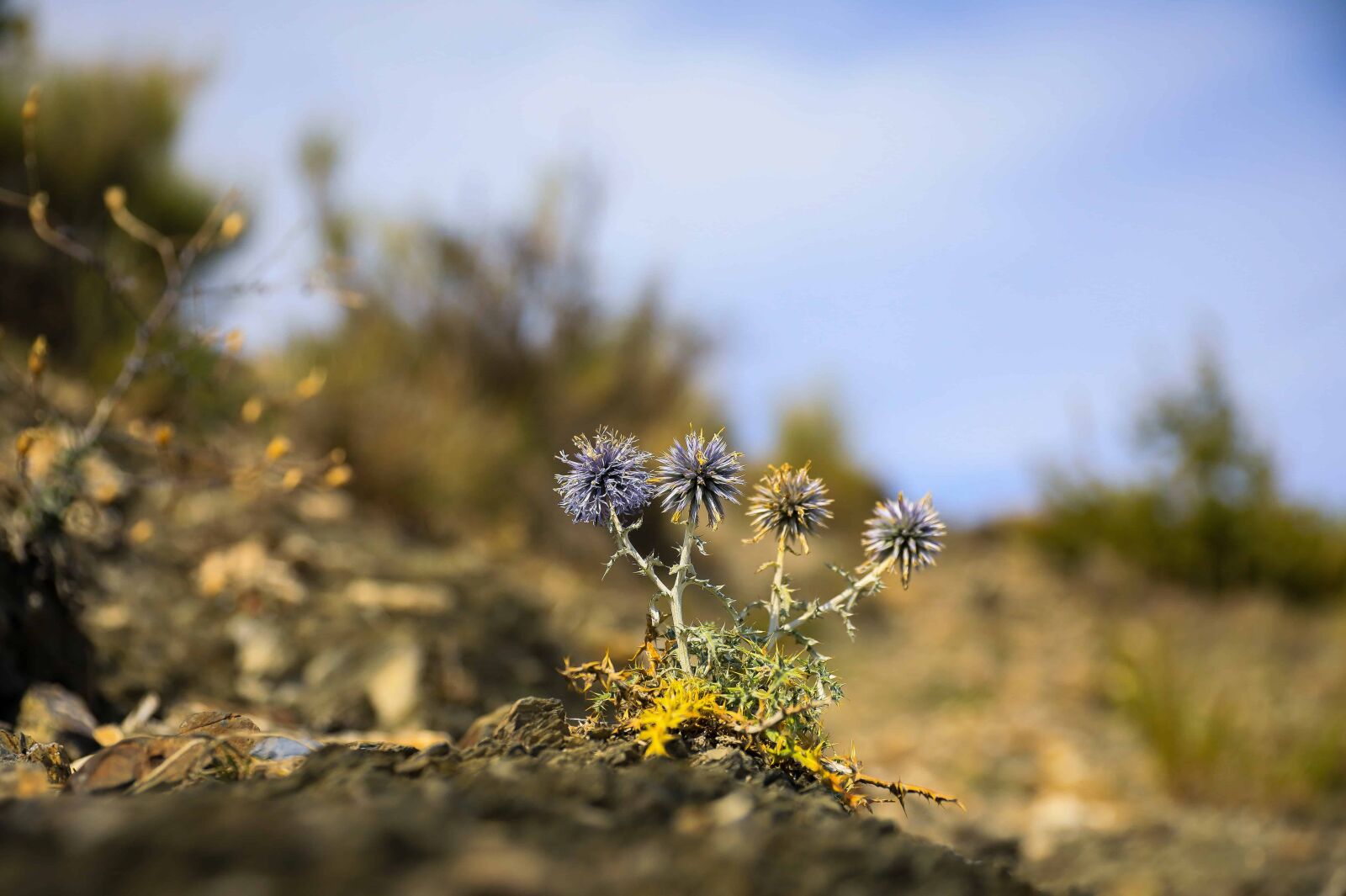 Canon EOS 5D Mark IV sample photo. Wildflower, daylight, nature, landscape photography