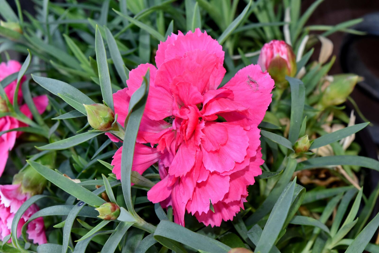 Nikon D5500 sample photo. Carnation, pink, flower, plant photography