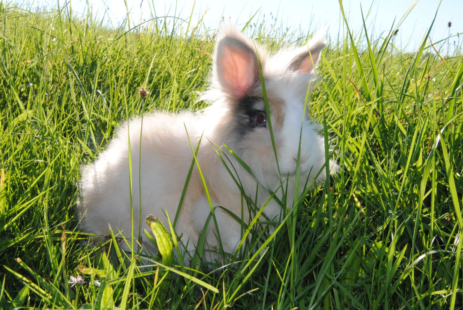 Nikon D3000 sample photo. Hare, nature, animal photography