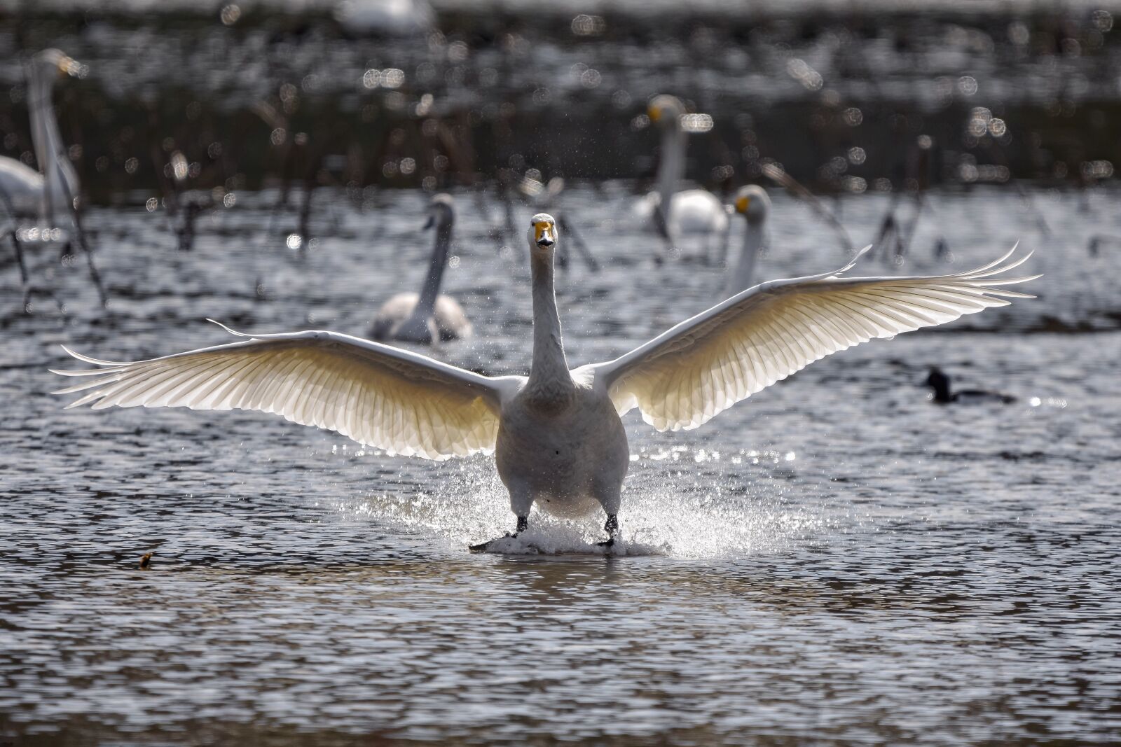 Nikon D7200 sample photo. Animal, pond, water photography