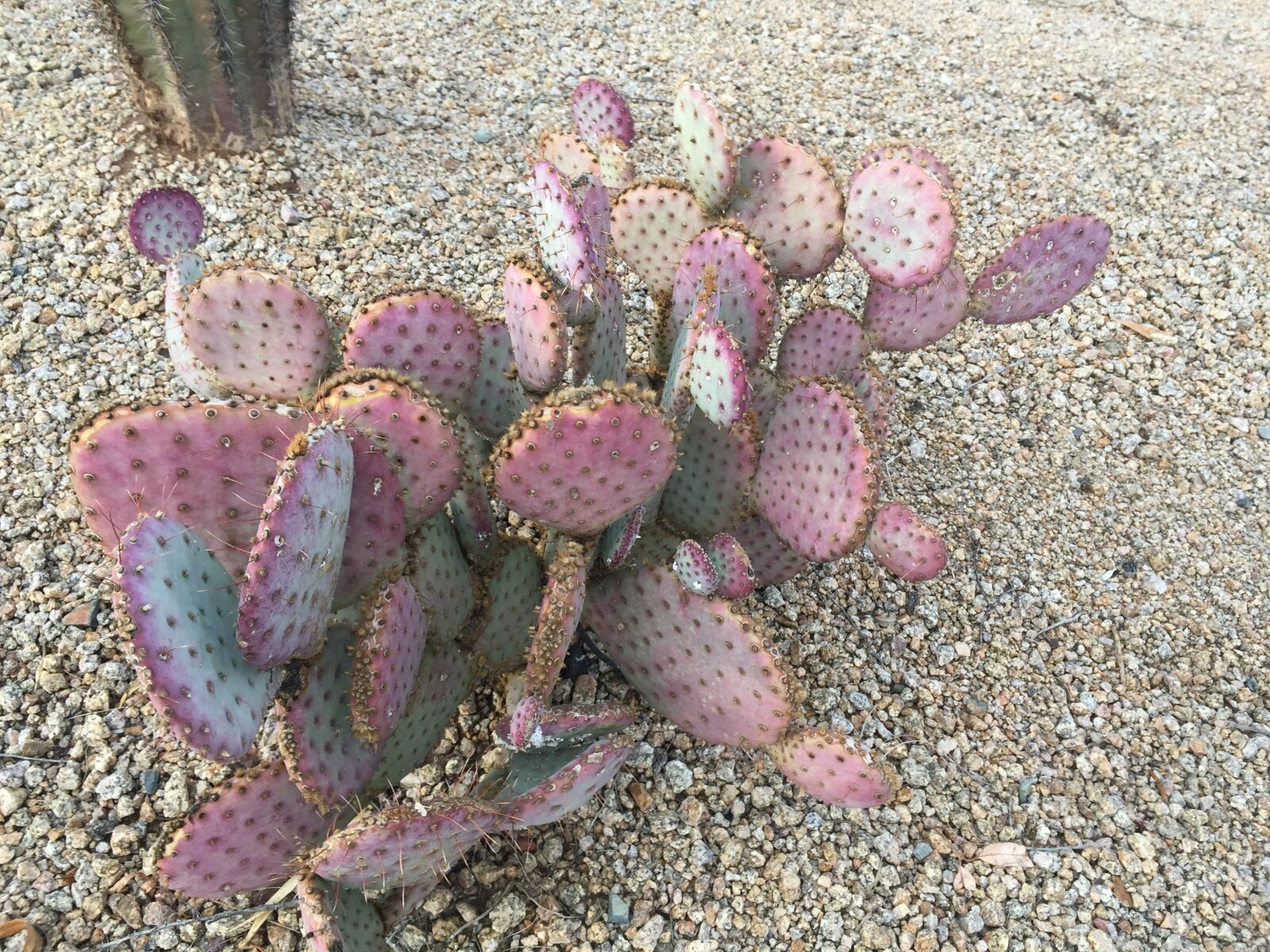 iPhone 6 Plus back camera 4.15mm f/2.2 sample photo. Cacti, cactus, pink cactus photography