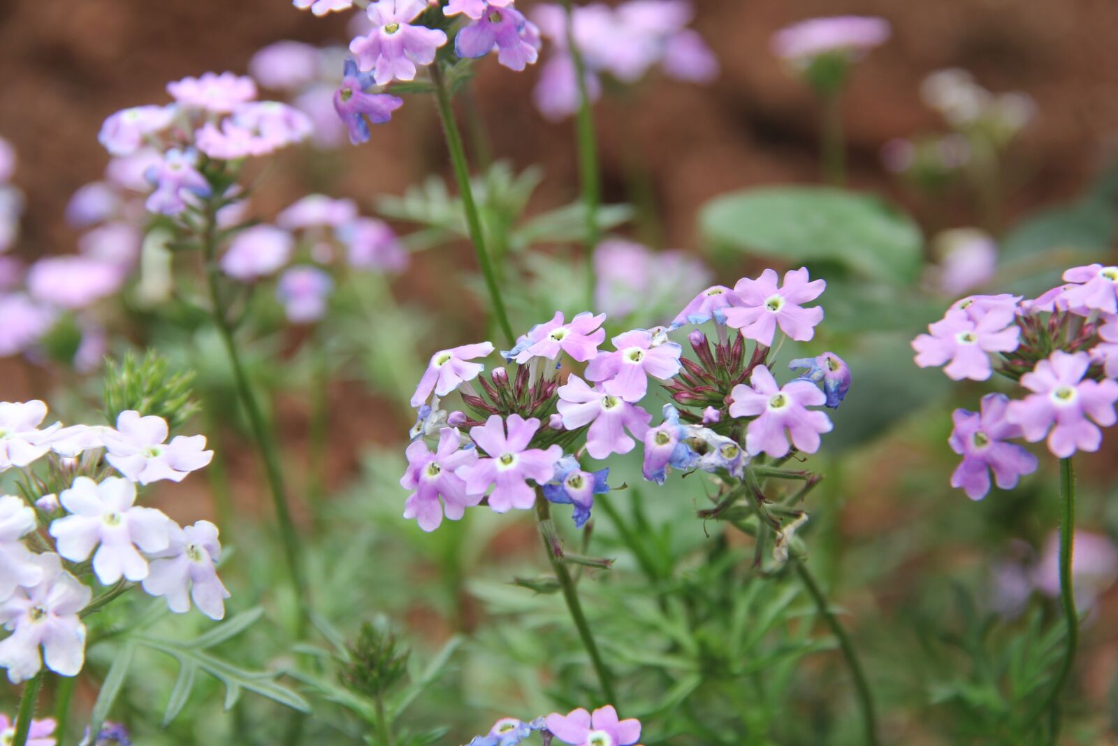 Canon EOS 60D sample photo. Flower, spring, pink photography