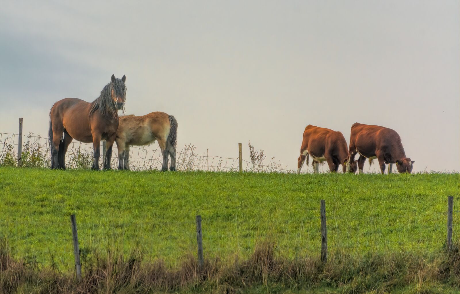 Nikon D7100 sample photo. Farming, horse, farm photography