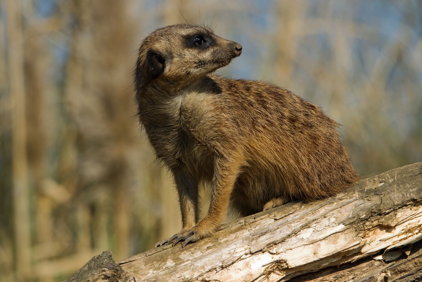 Canon EOS 80D sample photo. Meerkat, zoo, animal photography
