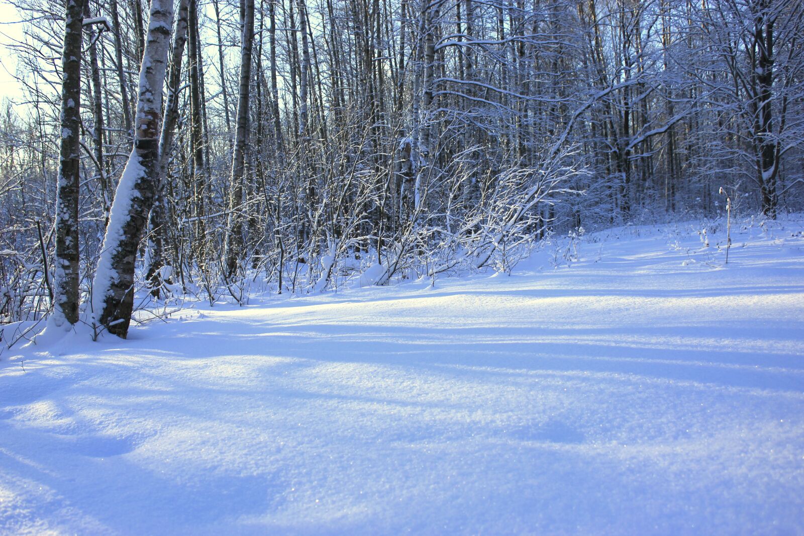 Canon EOS 550D (EOS Rebel T2i / EOS Kiss X4) sample photo. Winter, cold, white photography