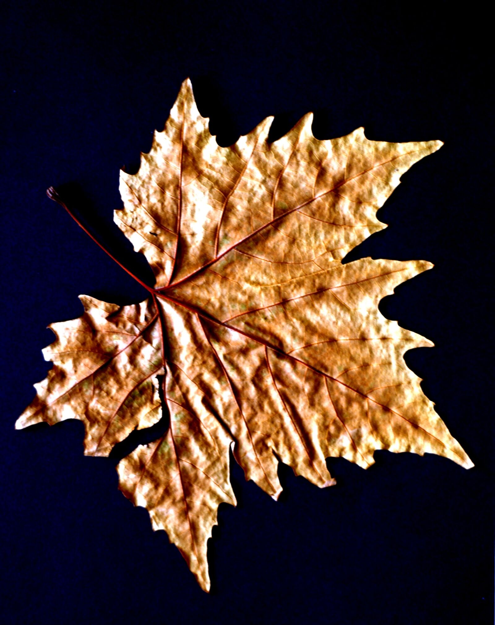 Nikon D200 sample photo. Nature, sheet, sycamore photography