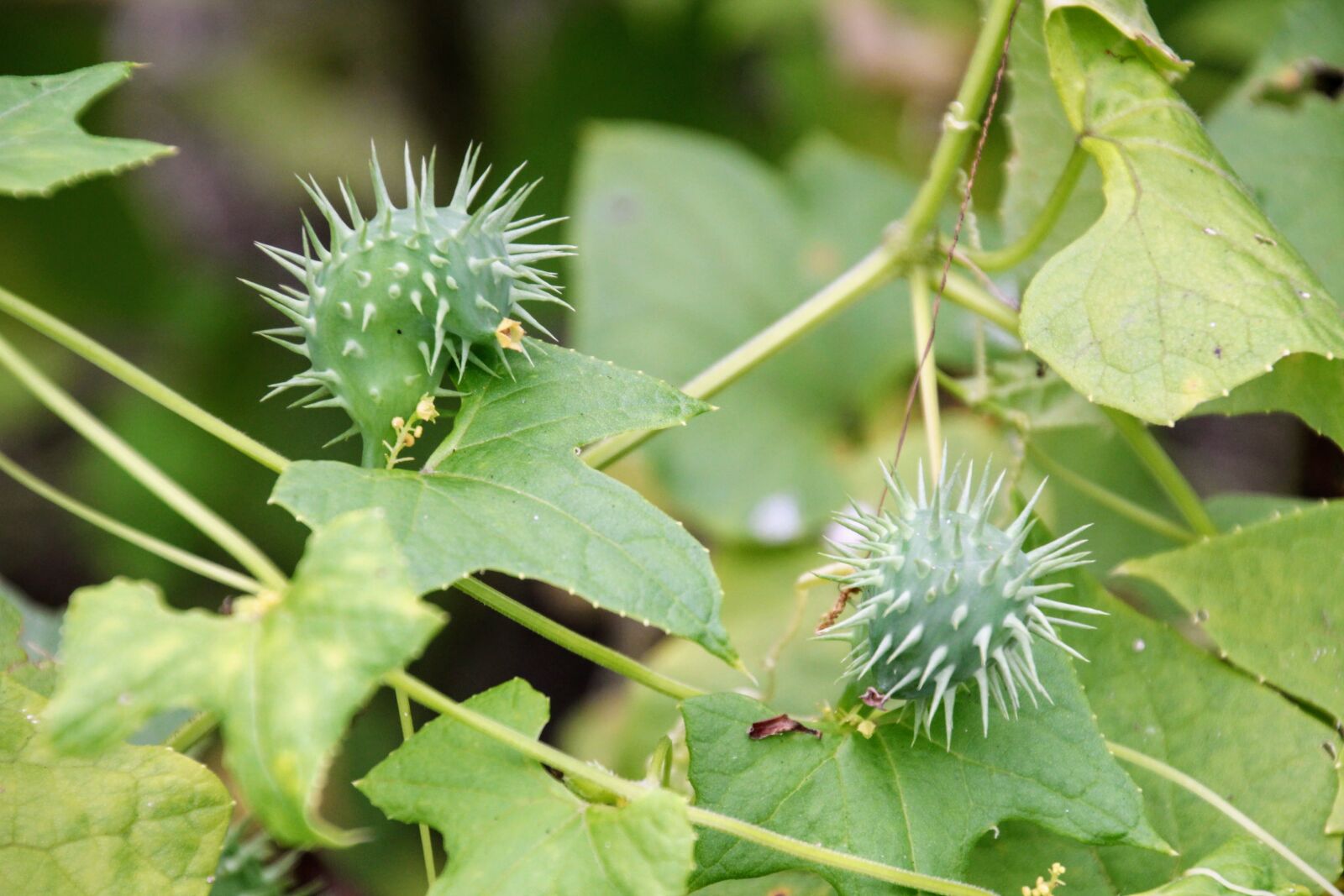 Canon EOS 60D sample photo. Exploding cucumber, cyclanthera brachystachya photography