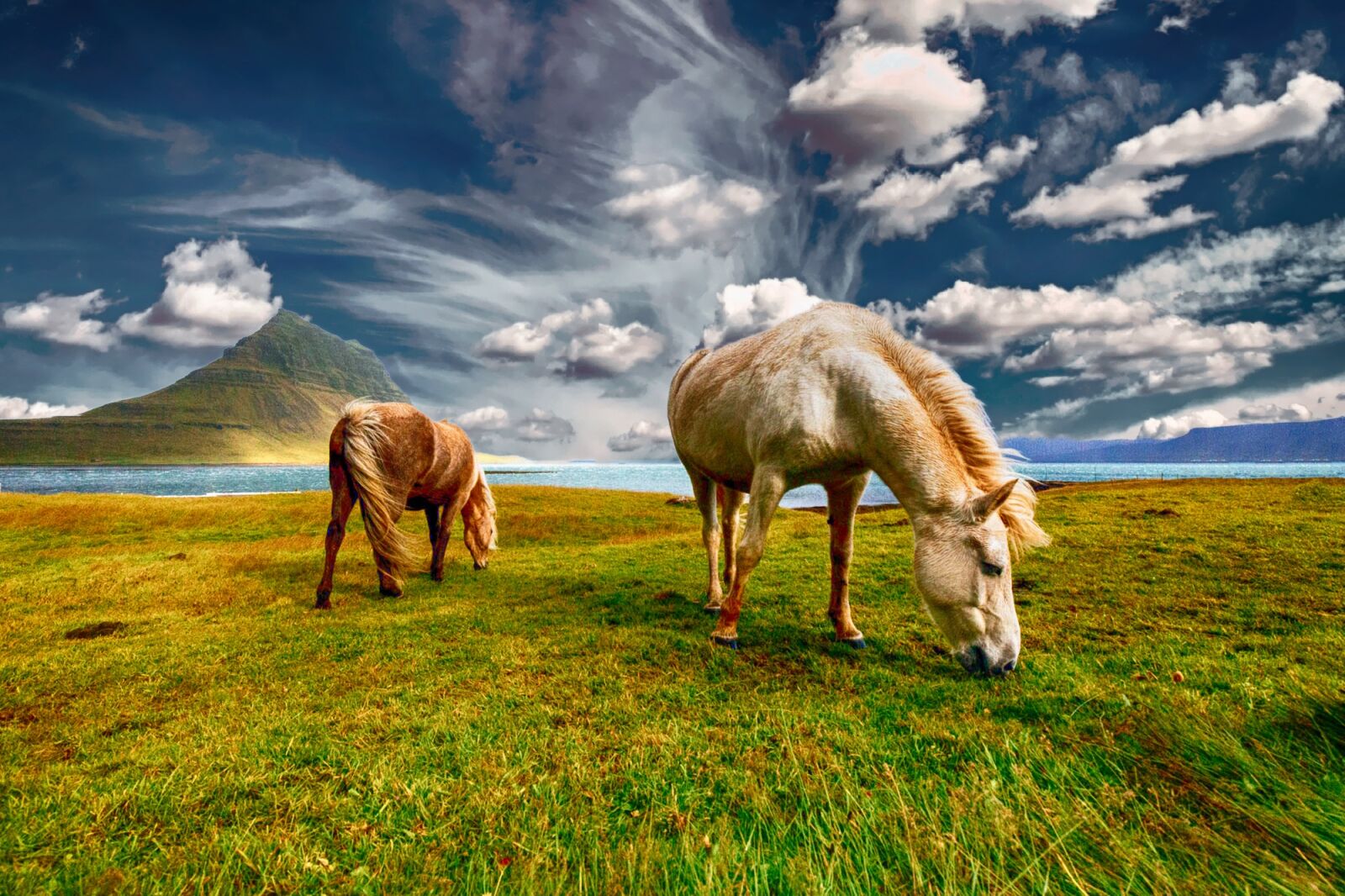 Canon EF 16-35mm F4L IS USM sample photo. Horses, iceland, grazing photography