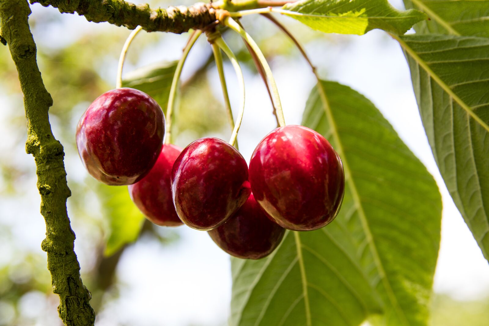 Canon EOS 80D sample photo. Cherries, cherry tree, fruit photography