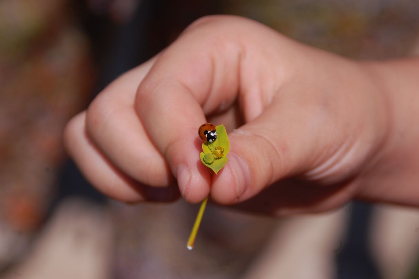 Nikon D40 sample photo. Ladybug, insect, nature photography