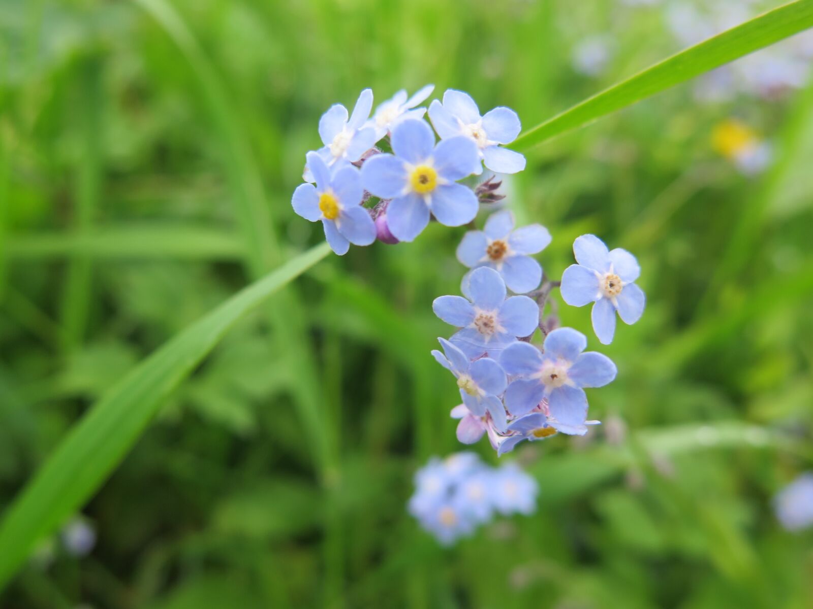 Canon PowerShot G16 sample photo. Flower, flowers, forget, me photography