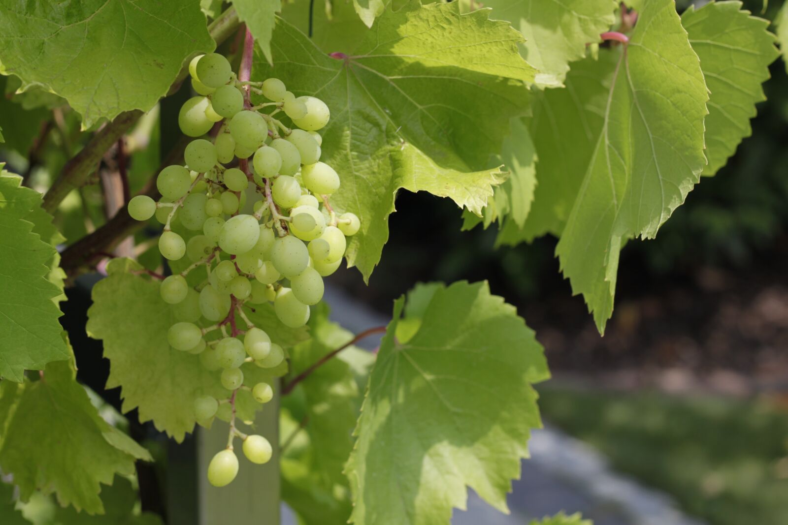 Canon EOS 500D (EOS Rebel T1i / EOS Kiss X3) sample photo. Grapes, green, plant photography