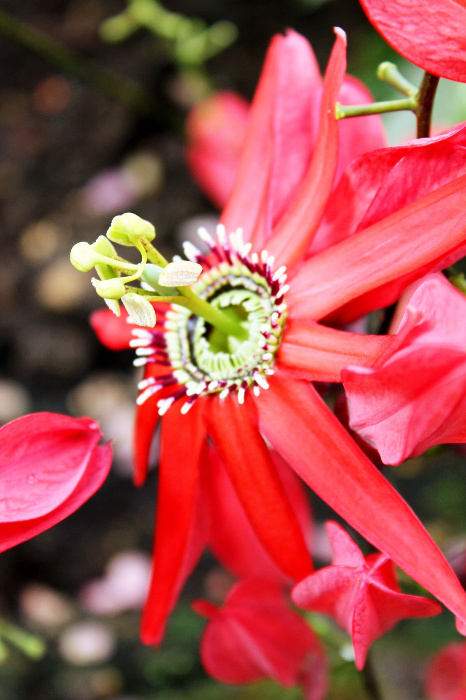 Canon EOS 550D (EOS Rebel T2i / EOS Kiss X4) sample photo. Flowers, red photography