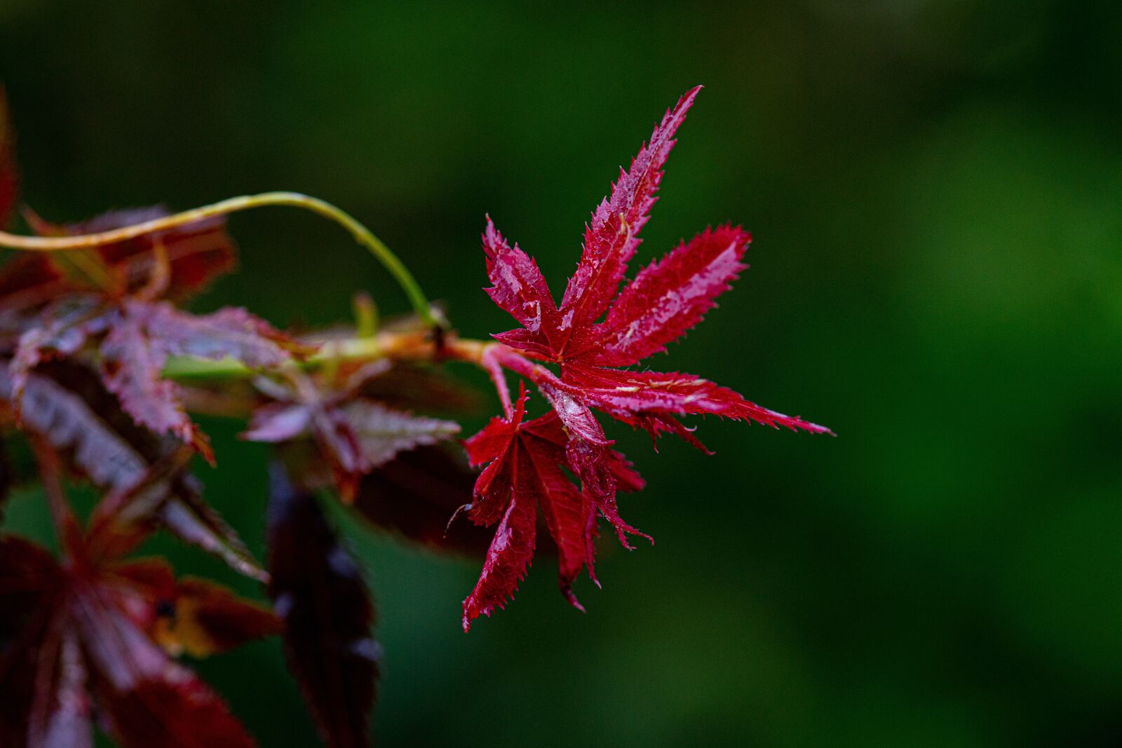 105mm F2.8 sample photo. Maple, leaves, red photography