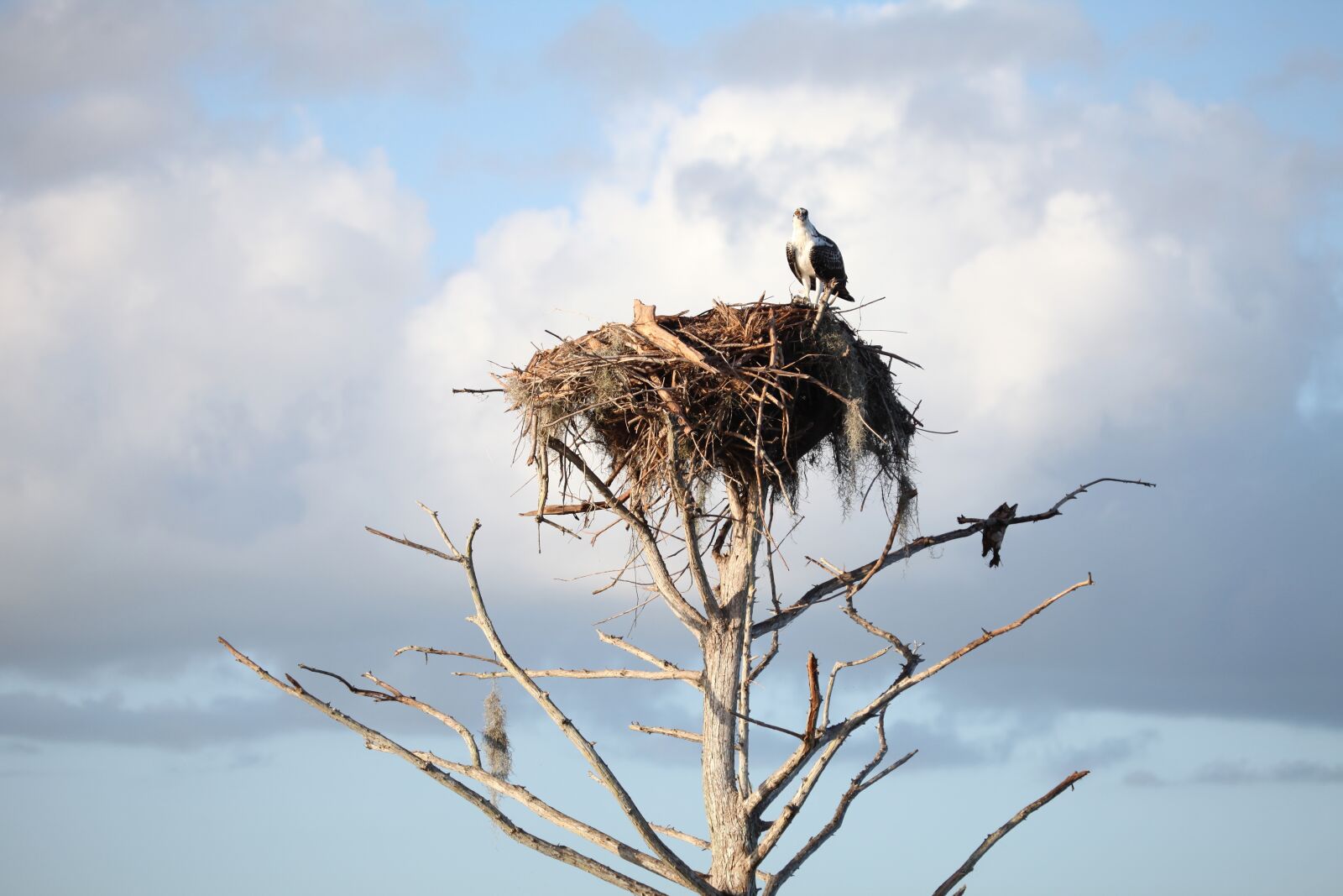 Canon EOS 5D Mark II sample photo. Bird, florida, marsh photography