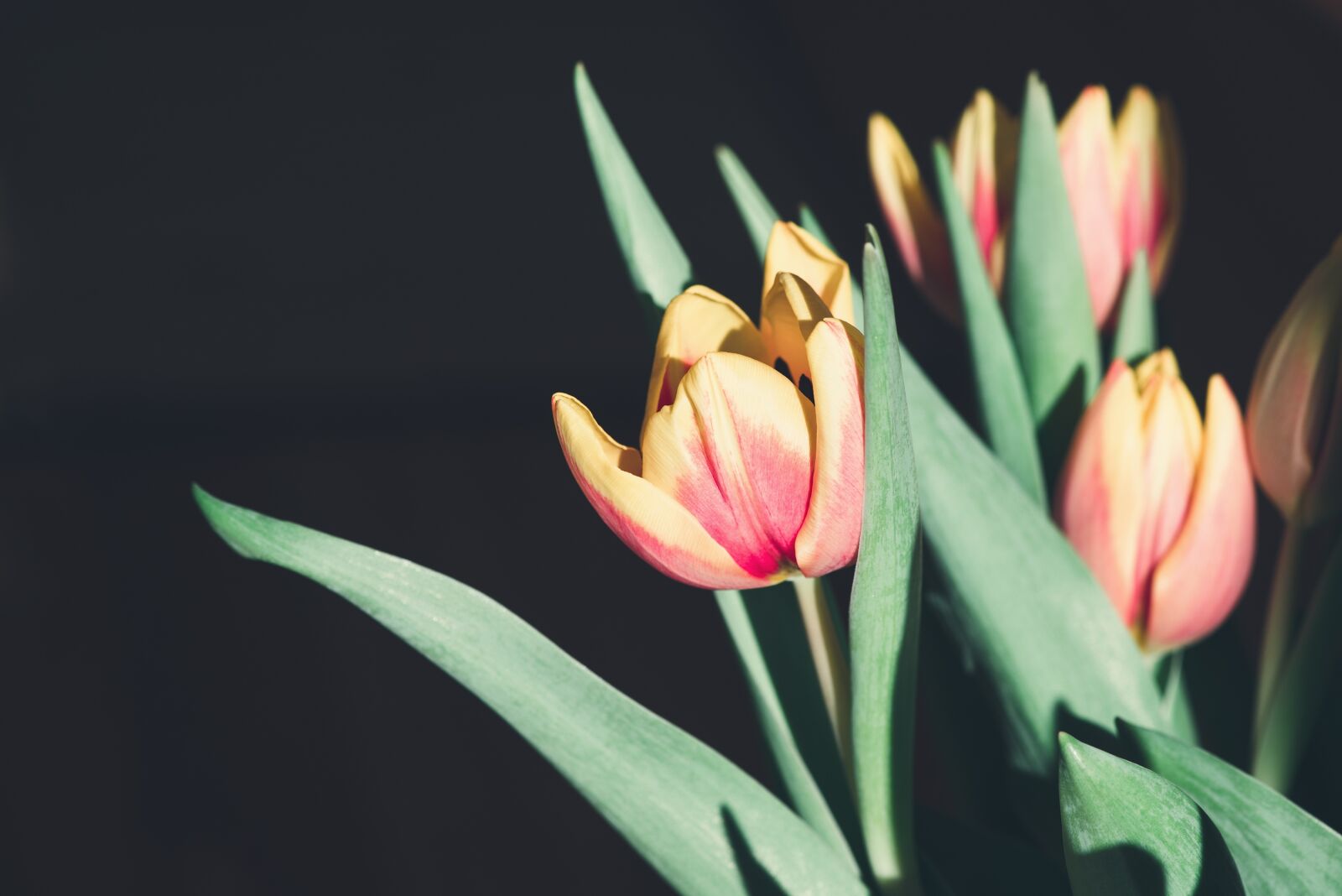Nikon D750 sample photo. Tulips, flowers, yellow photography