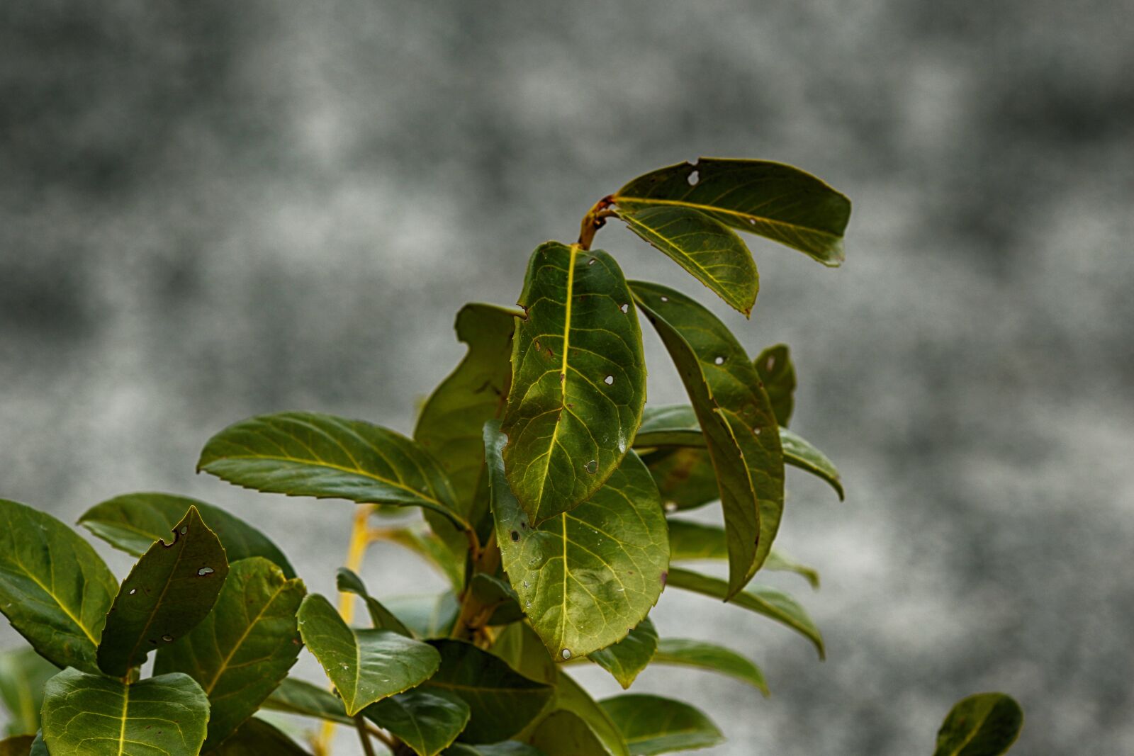 Canon EOS 7D Mark II + Canon EF 135mm F2L USM sample photo. Leaf, flora, nature photography