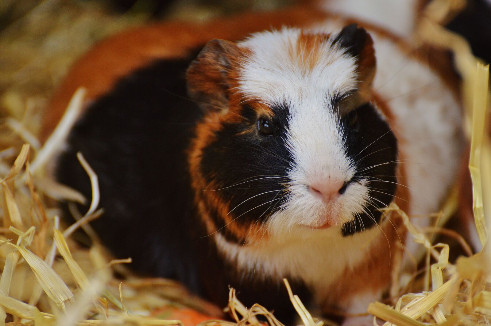 Nikon D3200 sample photo. Guinea pig, wildpark poing photography