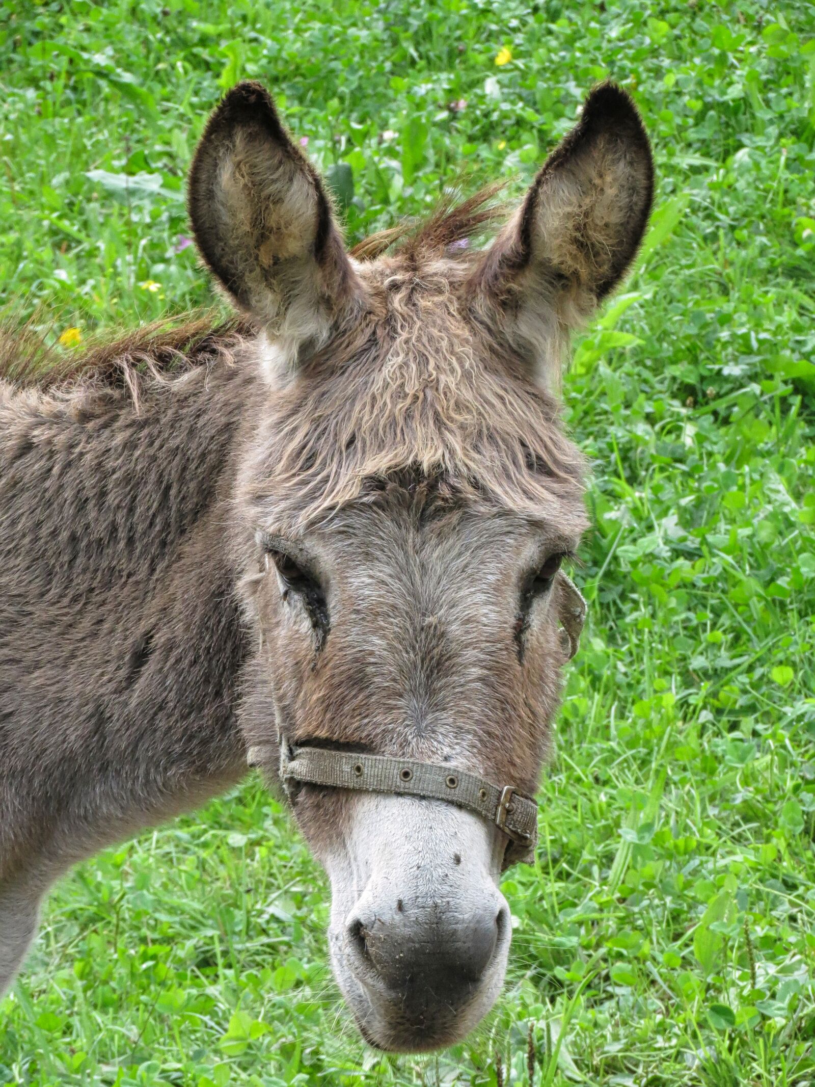 Canon PowerShot SX40 HS sample photo. Portrait, ears, head photography