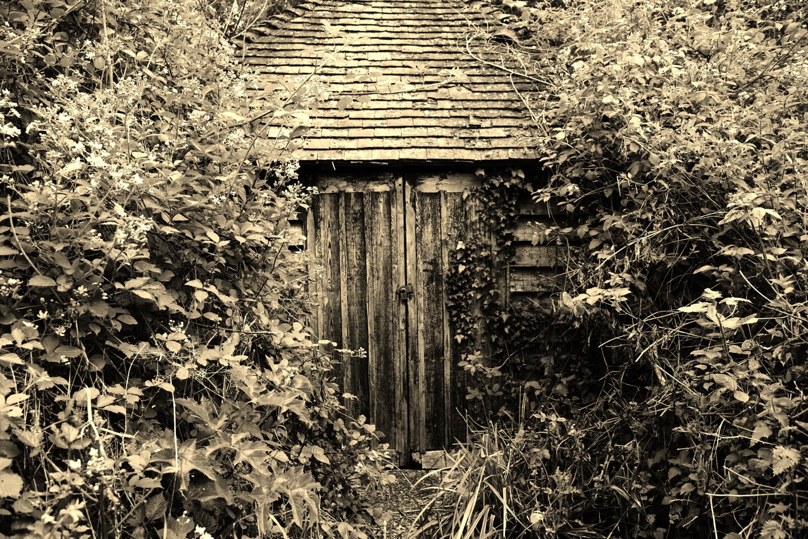Sony DT 18-135mm F3.5-5.6 SAM sample photo. Secret garden, hidden shed photography