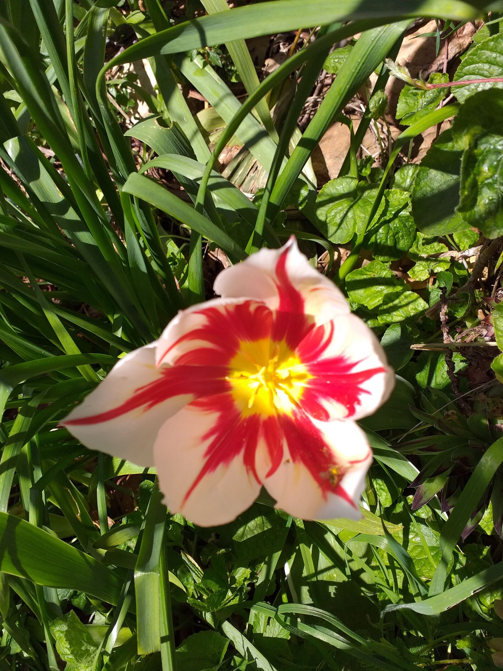 Samsung Galaxy J6+ sample photo. Tulip, house, mill photography