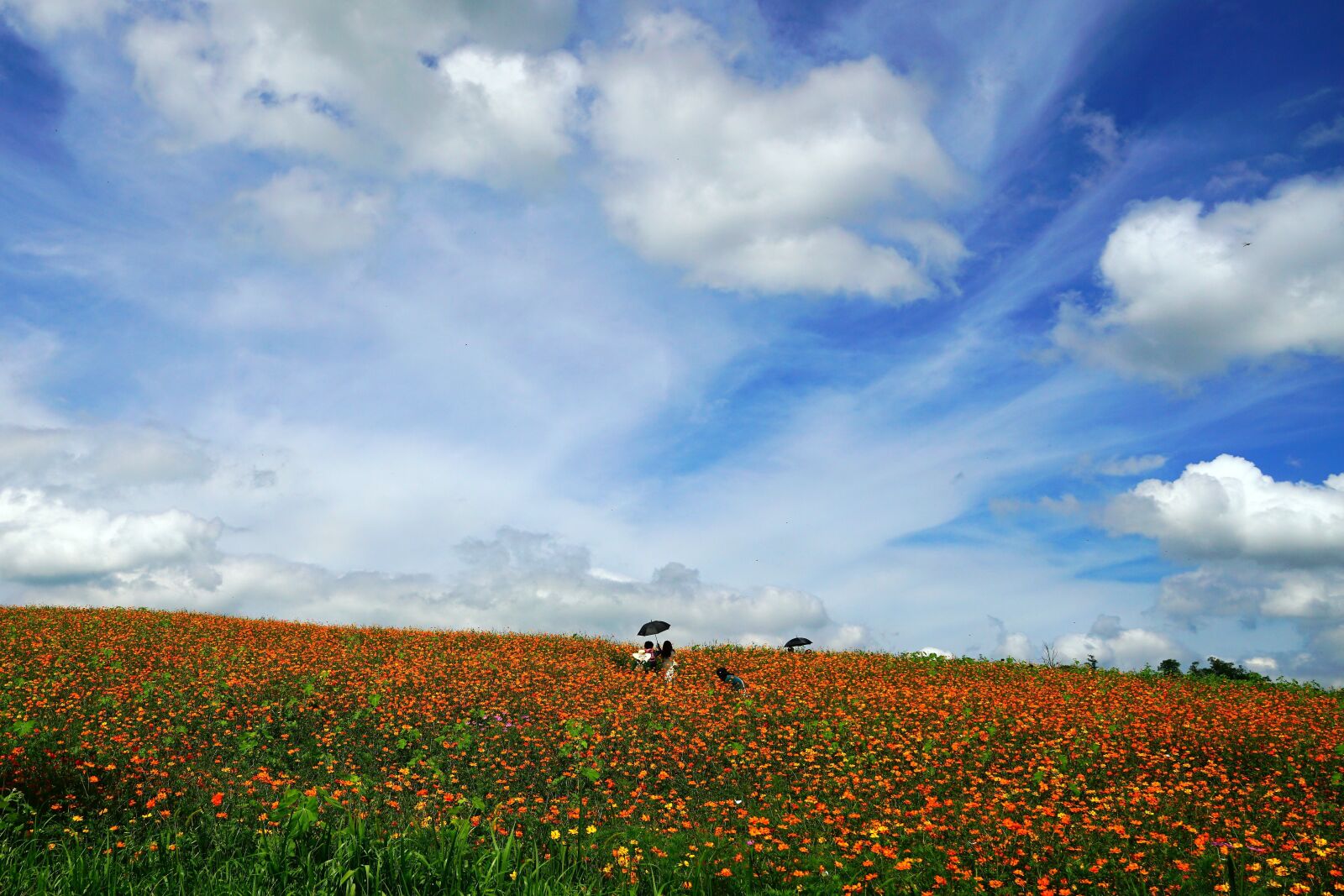 Sony a7R II sample photo. Flowers, meadow, field photography