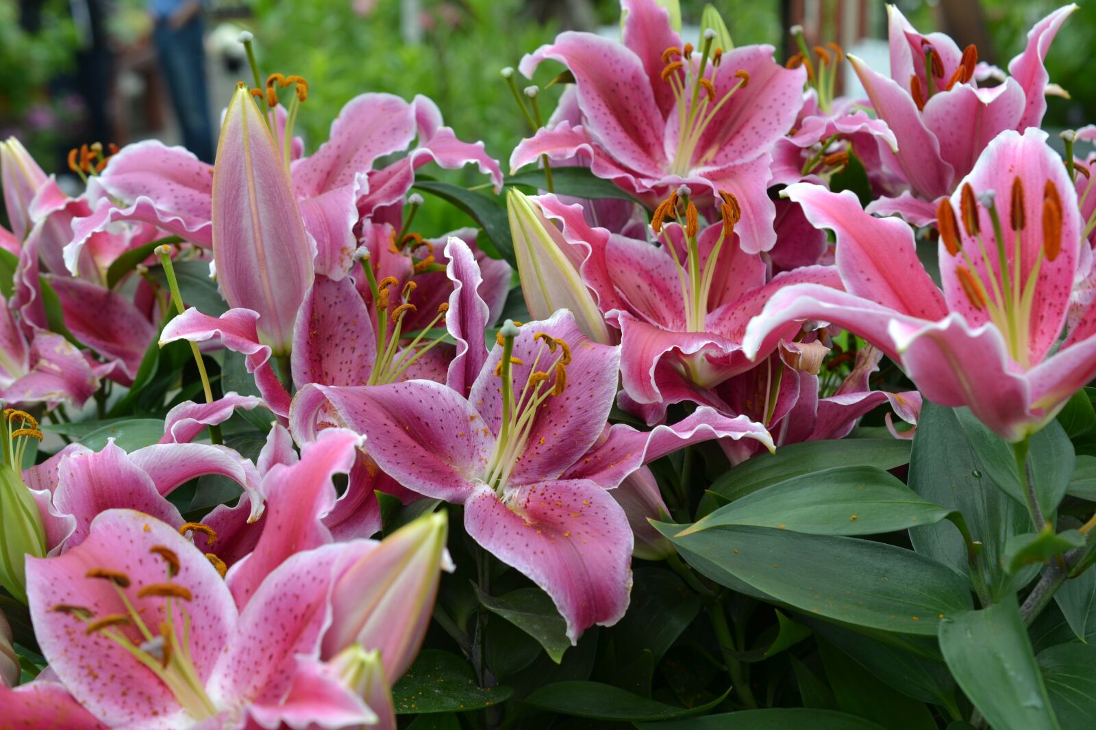 Nikon D3100 sample photo. Pink, lily, lilies photography