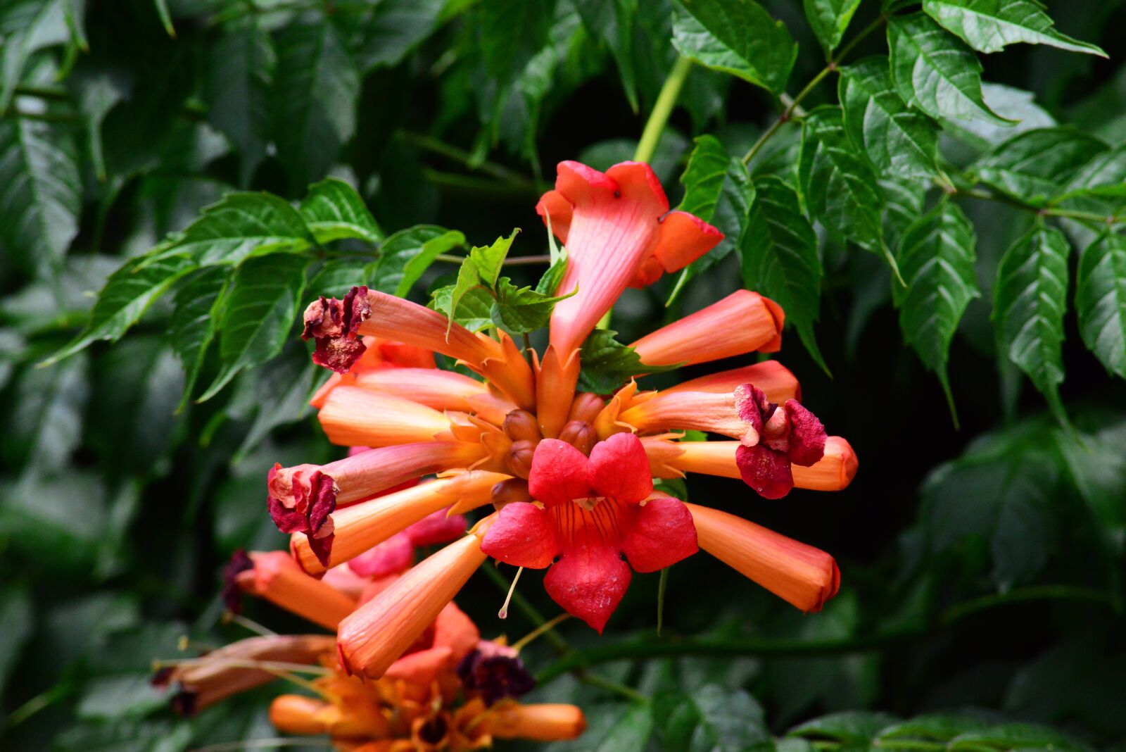 Nikon D800 sample photo. Trumpet creeper, vine, blossom photography