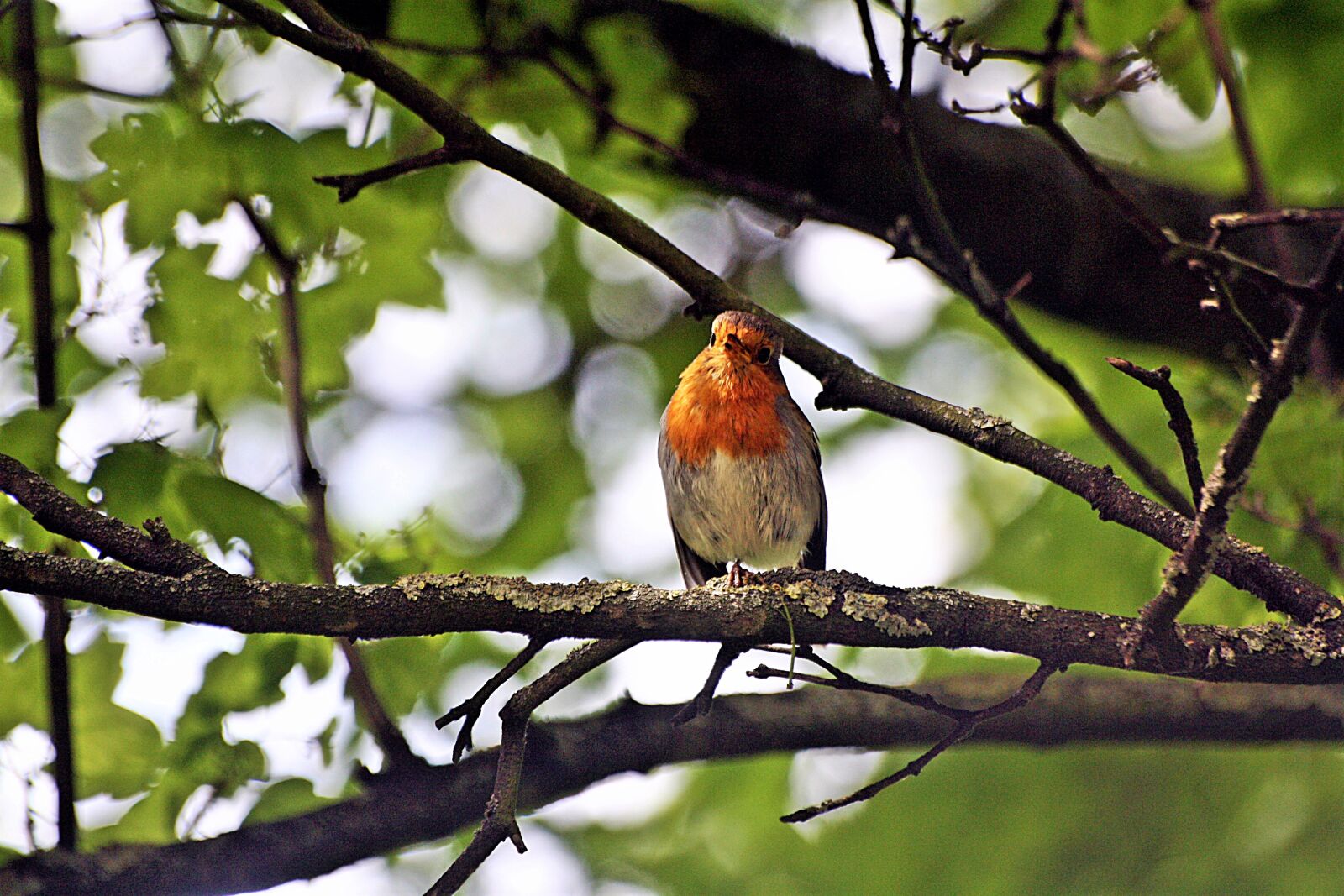 Canon EOS 1000D (EOS Digital Rebel XS / EOS Kiss F) sample photo. Animal, bird, robin photography