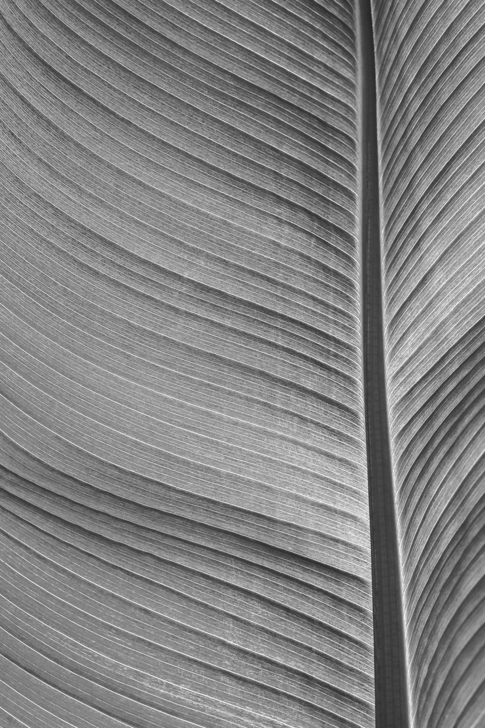 Canon EOS 700D (EOS Rebel T5i / EOS Kiss X7i) sample photo. Tropical, tropic, leaf photography