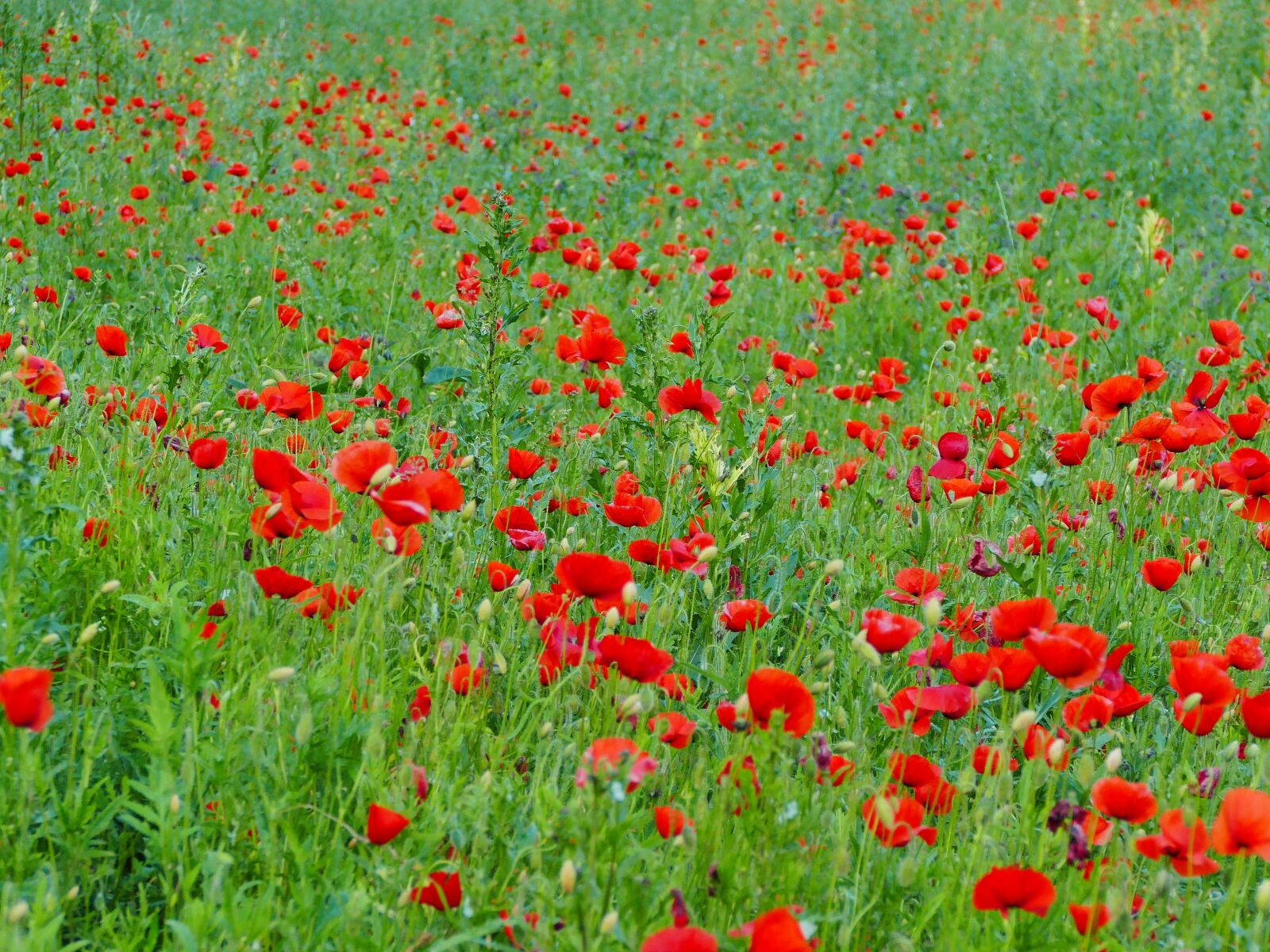 Panasonic Lumix DMC-FZ1000 sample photo. Poppy, divý, meadow photography
