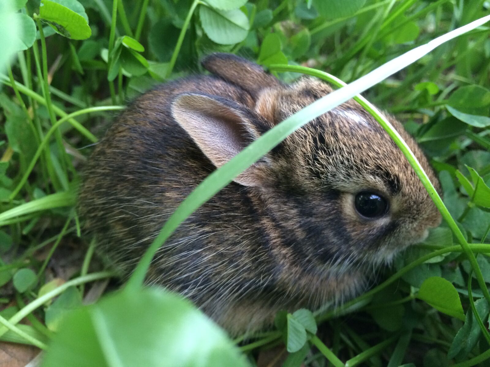 Apple iPhone 5s sample photo. Nature, rabbit, bunny photography