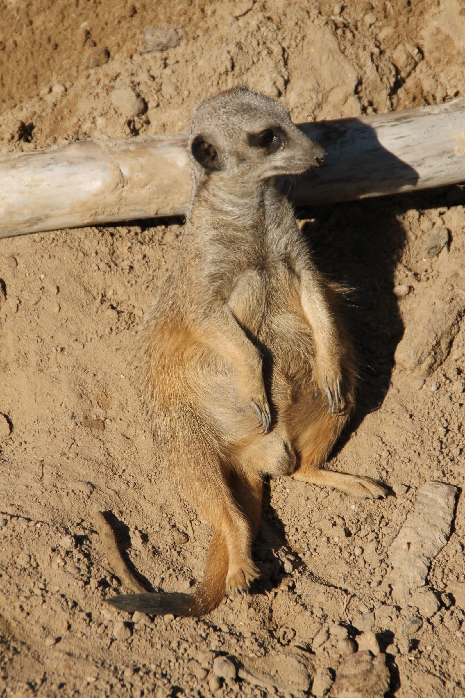 Canon EOS 1100D (EOS Rebel T3 / EOS Kiss X50) sample photo. Meerkat, zoo, chill out photography