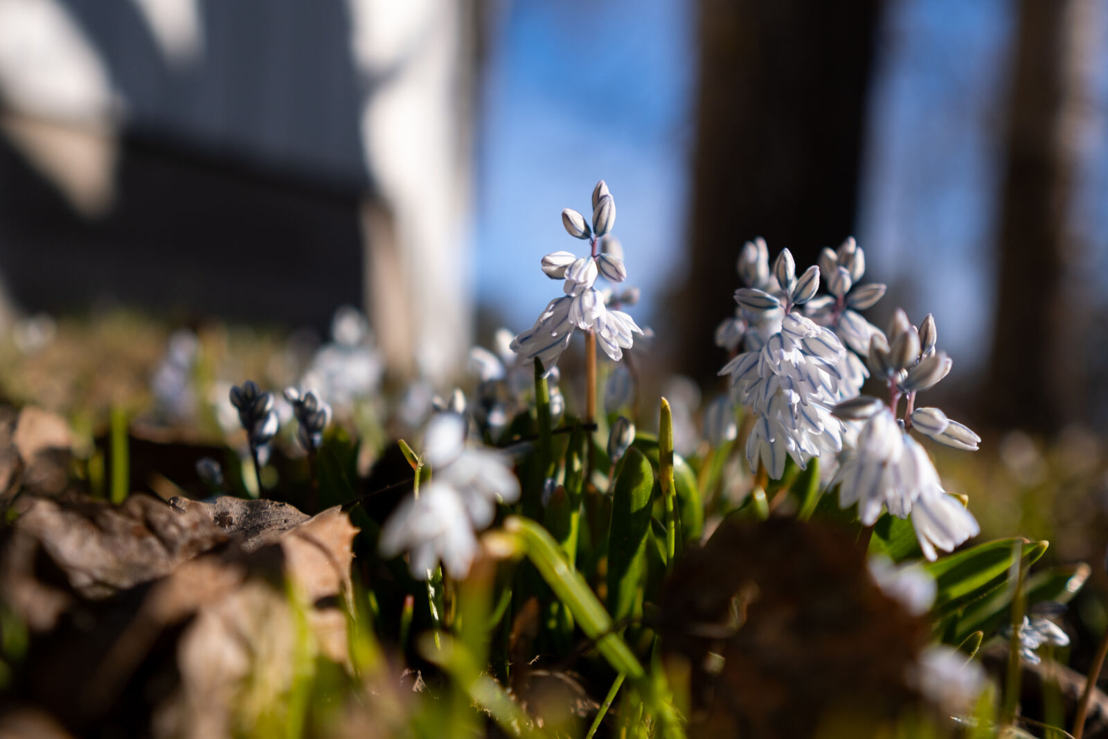 Sigma 16mm F1.4 DC DN | C sample photo. Spring is here photography