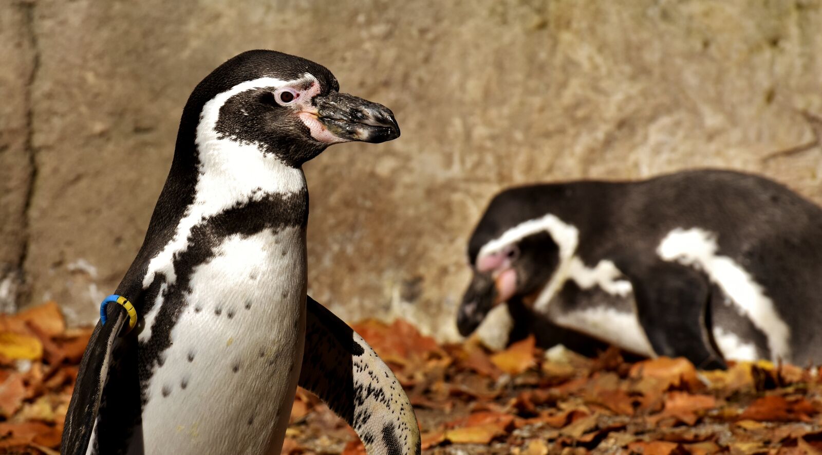 Nikon D7200 sample photo. Penguin, animal, animal world photography
