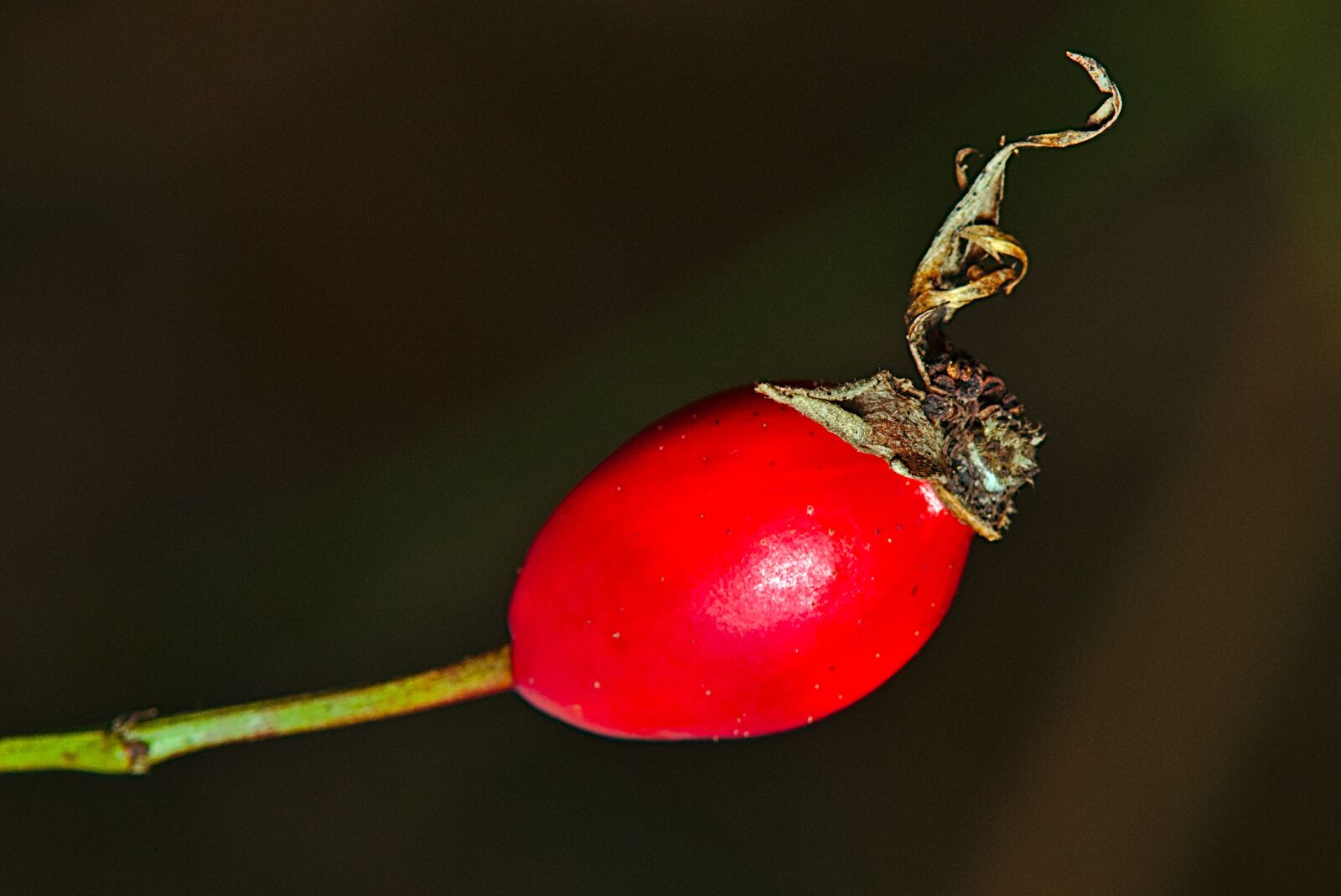 Canon EOS M5 + Canon EF-M 18-150mm F3.5-6.3 IS STM sample photo. Rose hip, winter, close photography