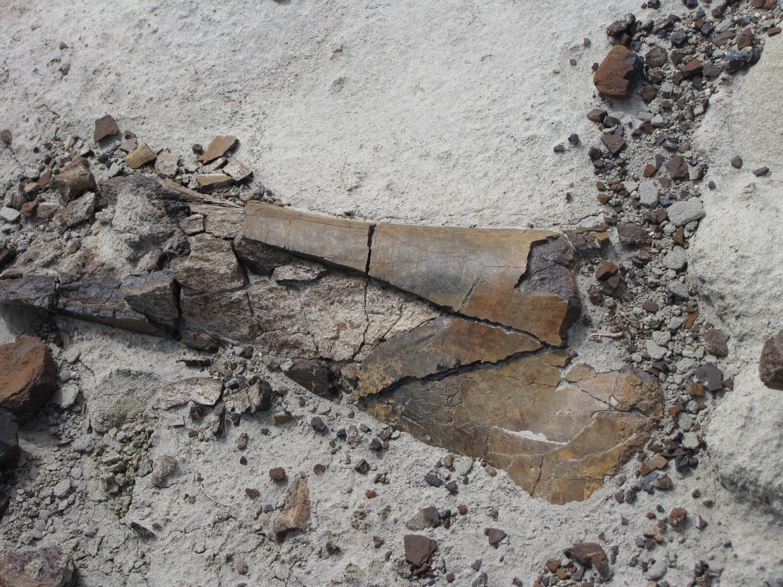 Canon PowerShot SX10 IS sample photo. Fossil, dino, jurassic photography