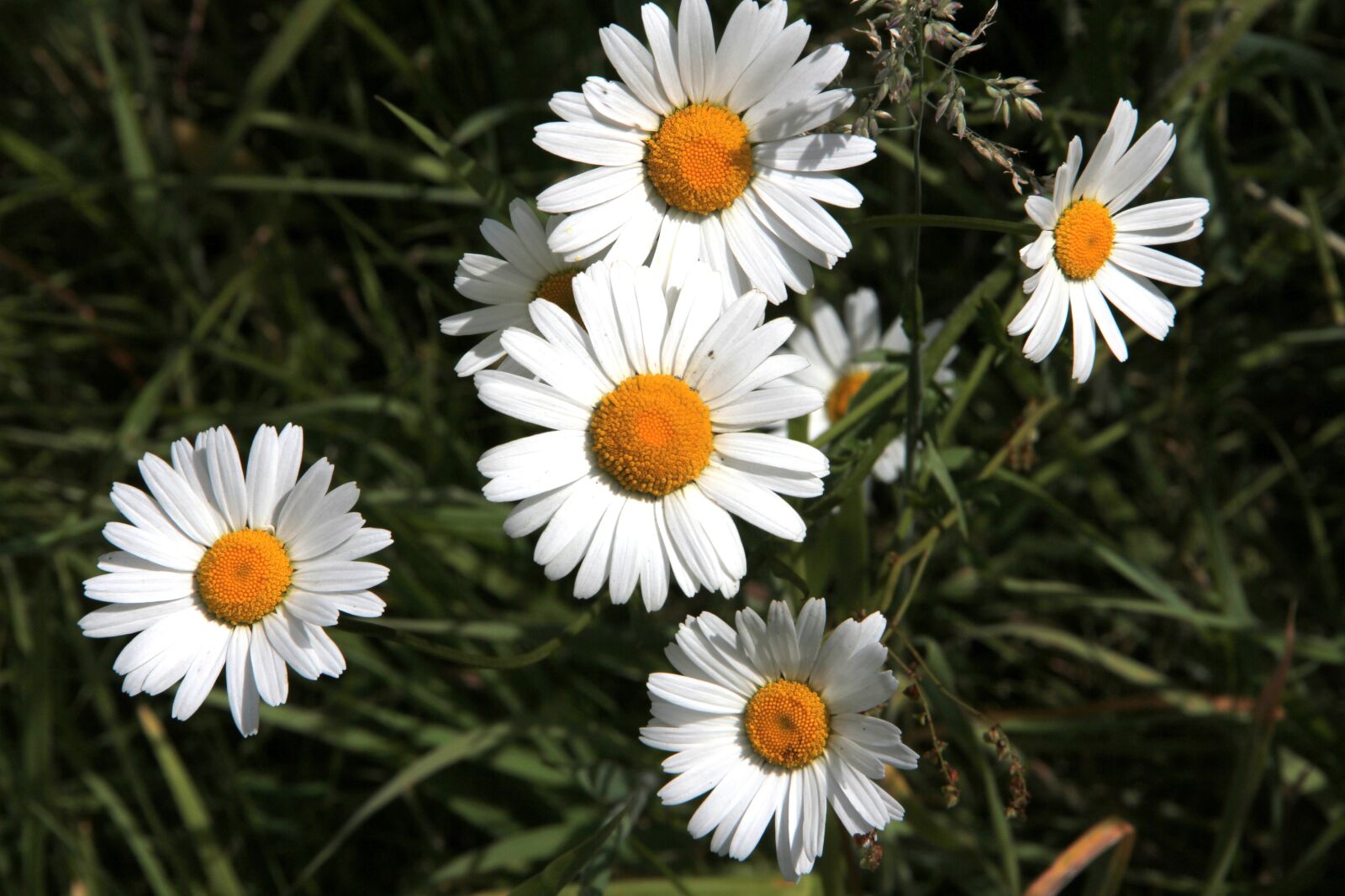 Canon EOS 60D sample photo. Large daisies, flowers, botany photography